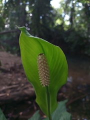 Spathiphyllum blandum