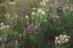 Paranomus esterhuyseniae