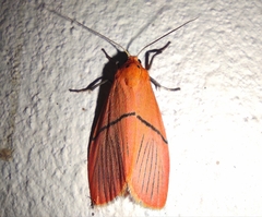 Aberrasine strigivenata