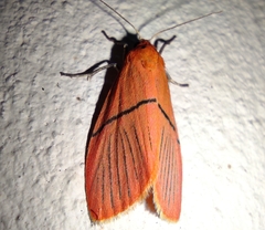 Aberrasine strigivenata