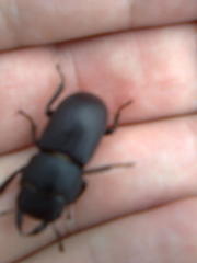 Dorcus parallelipipedus