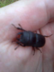 Dorcus parallelipipedus