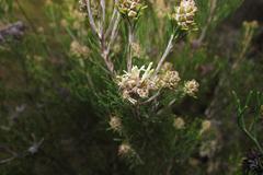 Paranomus esterhuyseniae