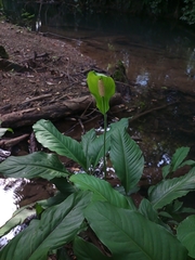 Spathiphyllum blandum