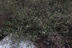 Phylica debilis fourcadei