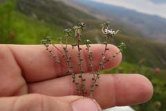 Phylica debilis fourcadei