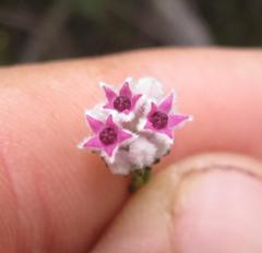 Phylica lachneaeoides