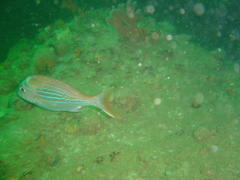 Pterogymnus laniarius