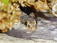 Hemidactylus turcicus