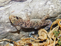 Hemidactylus turcicus