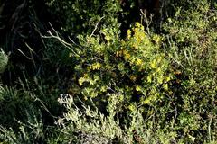 Roepera lichtensteiniana