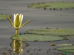 Nymphaea lotus