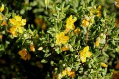 Roepera lichtensteiniana