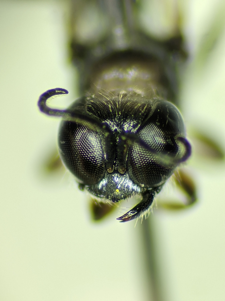 Crossocerus nigritus