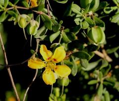 Roepera lichtensteiniana