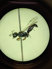 Crossocerus nigritus