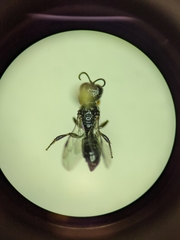 Crossocerus nigritus