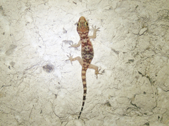 Hemidactylus turcicus