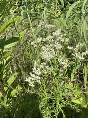 Eupatorium rotundifolium