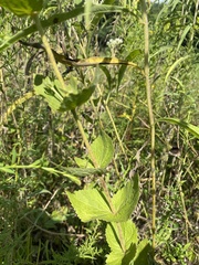 Eupatorium rotundifolium
