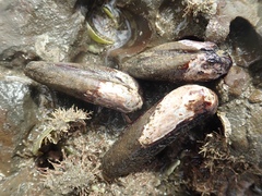 Zelithophaga truncata