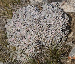 Eriogonum caespitosum