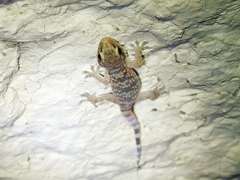 Hemidactylus turcicus