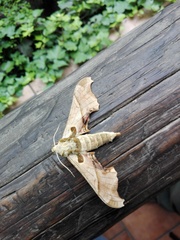 Adhemarius blanchardorum