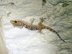Hemidactylus turcicus