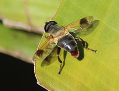 Senaspis dentipes