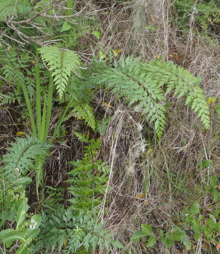 African Spleenwort