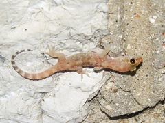Hemidactylus turcicus