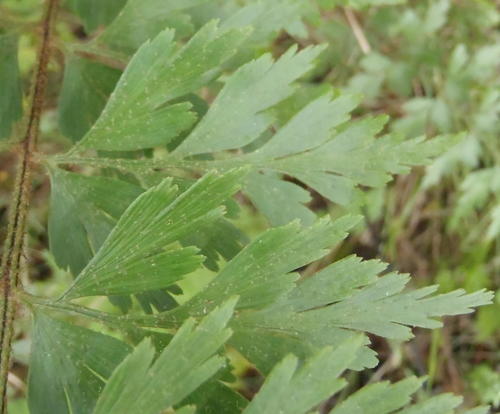 African Spleenwort