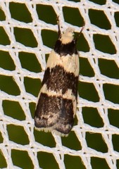 Eulechria triferella