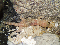 Hemidactylus turcicus