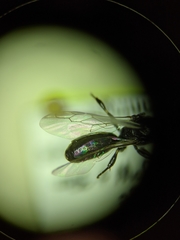Crossocerus nigritus