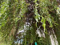 Salix babylonica tortuosa