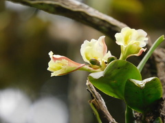 Rodriguezia granadensis