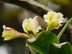 Rodriguezia granadensis