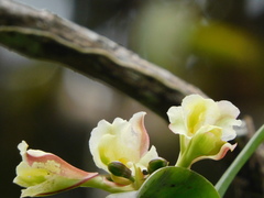 Rodriguezia granadensis