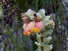 Hermannia trifoliata