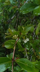 Psorospermum