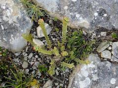 Hermannia trifoliata