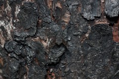 Anthrax striatipennis