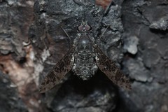 Anthrax striatipennis