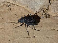 Somaticus aeneus