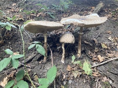 Macrolepiota procera
