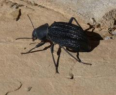 Somaticus aeneus