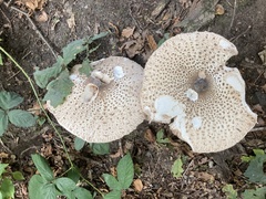 Macrolepiota procera