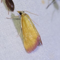 Xanthostege roseiterminalis